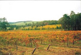 Accommodation Resorts