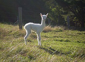 Accommodation Resorts