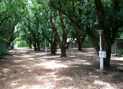 Daly River Mango Farm - Accommodation Resorts 4