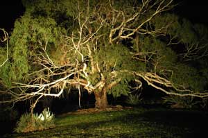 Adelaide Hills Country Cottages - The Nest - Accommodation Resorts 4