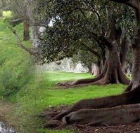 Rivergum Cottage - Accommodation Resorts