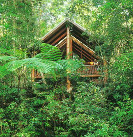 The Canopy Rainforest Tree Houses And Wildlife Sanctuary - Accommodation Resorts 5