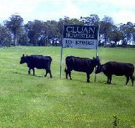 Cluan Homestead - The Managers Residence - Accommodation Resorts