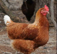 Avonmore Estate Biodynamic Winery - Accommodation Resorts