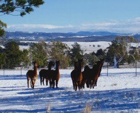 Castanian - Accommodation Resorts 1