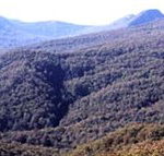 Callicoma Hill Eco-Cabins - Accommodation Resorts