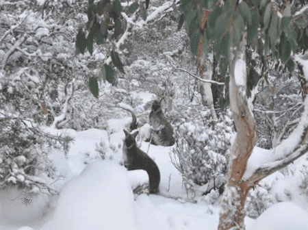 Blue Lake Lodge - Accommodation Resorts 1