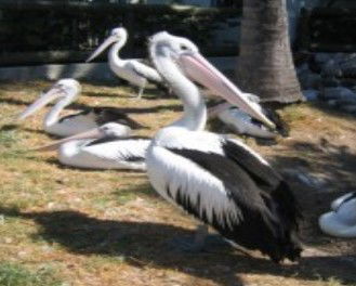 Laurieton NSW Accommodation Resorts