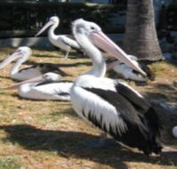 Christmas Cove Caravan Park - Accommodation Resorts