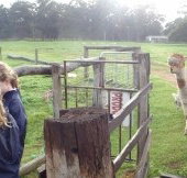Boronia Farm Farmstay - Accommodation Resorts