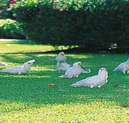 Aurora Kakadu - Accommodation Resorts