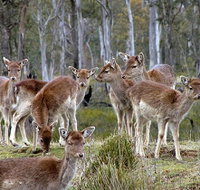 Lake Leake Chalet - Accommodation Resorts