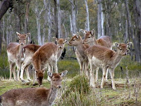 Lake Leake Chalet - Accommodation Resorts 0