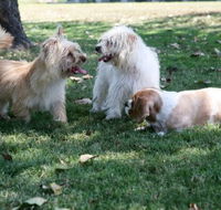 Durack Pet Motel - Accommodation Resorts