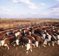 Bond Springs Outback Retreat - Accommodation Resorts