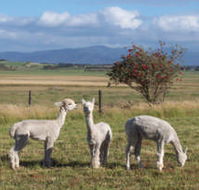 Promhills Cabins - Accommodation Resorts