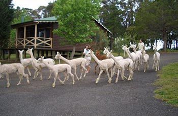 Madison's Mountain Retreat - Accommodation Resorts 6