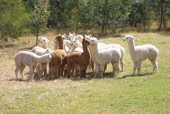 Madison's Mountain Retreat - Accommodation Resorts 7