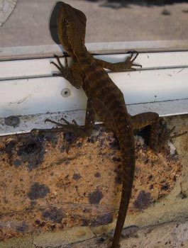 Madison's Mountain Retreat - Accommodation Resorts 9