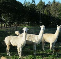 Blackwattle Farm BampB and Farm Stay - Accommodation Resorts