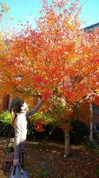 Australian Home Away @ Box Hill 21 - Accommodation Resorts 15