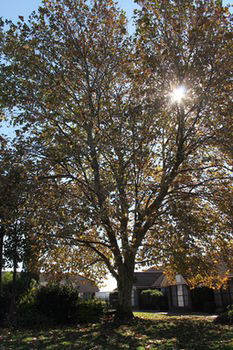 Airport Motel Sir Francis Drake - Accommodation Resorts 16