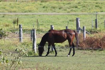 Airport Motel Sir Francis Drake - Accommodation Resorts 17