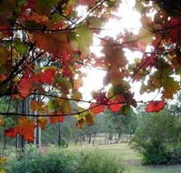 Elfin Hill Country Accommodation - Accommodation Resorts