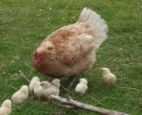 Eden Orchard And Farmstay - Accommodation Resorts 3