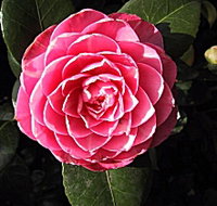 Cloverlea Gardens Bed and Breakfast - Accommodation Resorts