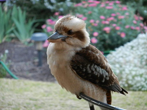 Glenbar Cottage - Accommodation Resorts 0