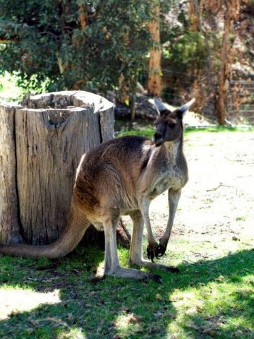 Toodyay Holiday Park & Chalets - Accommodation Resorts 3