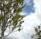 Glen Villa Resort and Tourist Park Casino - Accommodation Resorts