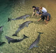 Tangalooma Wild Dolphin Resort - Accommodation Resorts