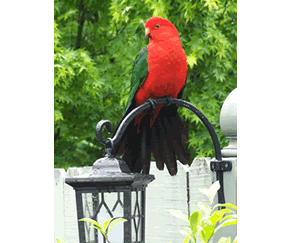 Shelton-lea Bed & Breakfast - Accommodation Resorts 5