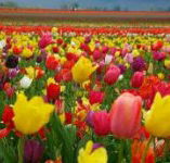 Golfview Lodge - Accommodation Resorts