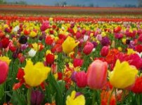 Golfview Lodge - Accommodation Resorts 0