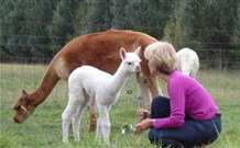 Joselands Country Accommodation - Accommodation Resorts 2