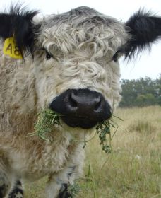 Mayfield Vineyard Cottages - Accommodation Resorts 2