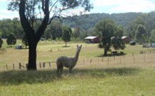 Mayfield Vineyard Cottages - Accommodation Resorts 3