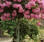 Eden Bed and Breakfast - Accommodation Resorts