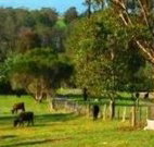 Giba Gunyah Country Cottages - Accommodation Resorts
