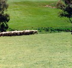 Gooromon Park Cottages - Accommodation Resorts