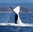 Snug Cove Bed and Breakfast - Accommodation Resorts