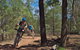 Back Yamma State Forest - thumb 0