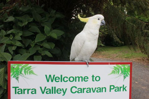 Tarra Valley Caravan Park - Accommodation Resorts 3