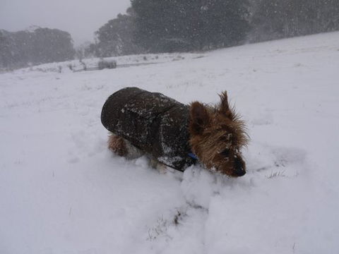 Top Of The Range Jindabyne - Accommodation Resorts 8