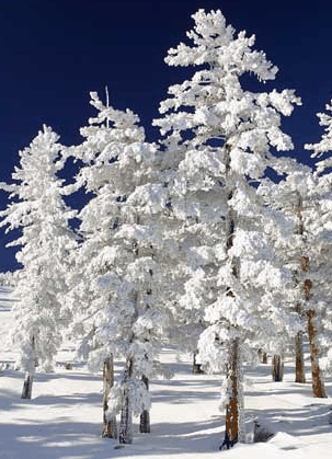 Mt Buller Apartment Management Services - Accommodation Resorts