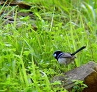 Morialta Bed And Breakfast - Accommodation Resorts