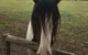 The Paddocks - thumb 8